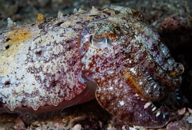 Birmanie - Mergui - 2018 - DSC03048 - Broadclub cuttlefish - Seiche - Sepia latimanus
